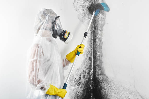 Best Mold Odor Removal Services  in Union, MS