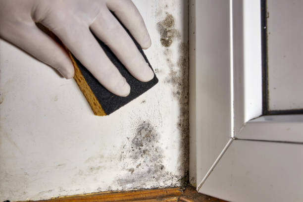 Best Commercial Mold Inspection  in Union, MS