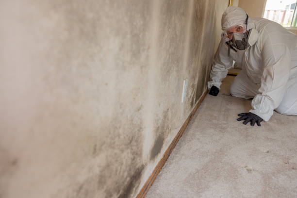 Best Mold Removal for HVAC Installations  in Union, MS